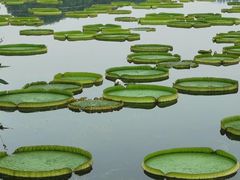 -荷塘月色湿地公园·向阳花洲