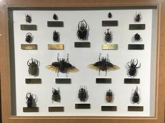 -上海昆虫博物馆