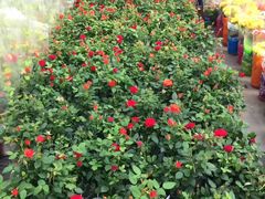 -龙大花卉苗木市场