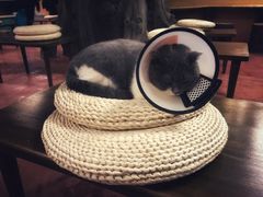 -猫猫幼稚园·撸猫·桌游·电玩