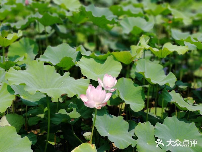 之前的存货，华为p10手机拍照片的效果真不错啊