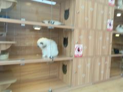 -喵百万·布偶·蓝金金渐层英短·猫舍(百子湾店)
