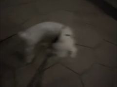 -帕帕拉兹宠物(亚洲旗舰店)