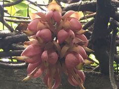 -华南国家植物园-售票处