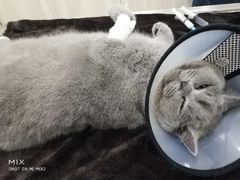 -瑞派康怡24h宠物医院·犬猫医疗中心·微创绝育(瑞景分院)