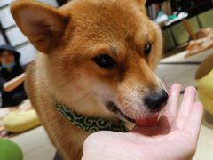 -逗柴咖啡屋·狗咖猫咖宠物桌游