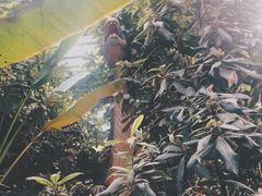 -呀路古热带植物园-恐龙馆