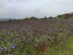 -径山花海