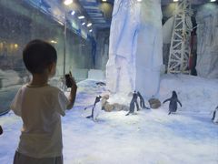 -芜湖新华联大白鲸海洋公园