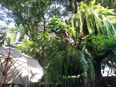 -Fern Forest Cafe