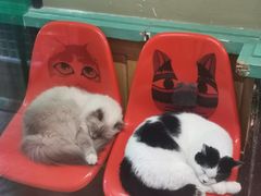 -猫咪博物馆(顶澳仔猫街店)