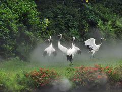 -广州长隆飞鸟乐园