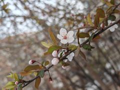 -桃花堤公园