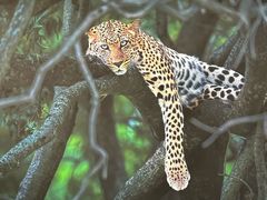 -罗红摄影艺术馆