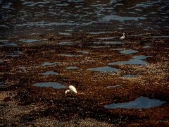-上海吴淞炮台湾国家湿地公园