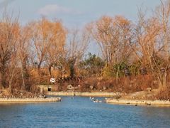 -盐城丹顶鹤湿地生态旅游区