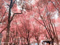 -南京珍珠泉风景区