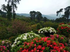 -南山植物园