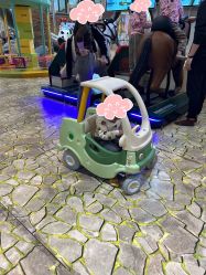 -卡通尼·Safari非洲探索乐园·生日会(金桥国际商业广场店)