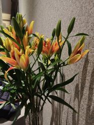 -VELEE·SPA高定疗愈会所