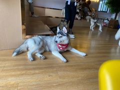 -Husky Go! 哈士奇体验馆·宠物咖啡厅狗咖