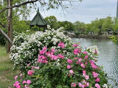 -无锡蠡湖国家湿地公园-蠡园