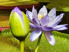 -国家植物园南园