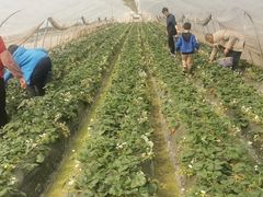 -小鱼草莓采摘园农家乐·小鱼餐厅