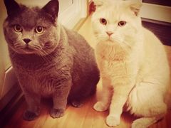 -北京观赏动物医院·24小时大型综合·猫专科·异宠专科