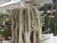 -龙大花卉苗木市场