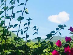 -亚龙湾国际玫瑰谷
