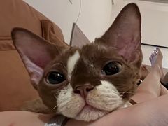 -momokira米努特·德文卷毛猫·棉花面纱犬
