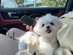 -萌宠之家·腊肠犬·马尔泰·小体犬舍