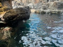 -大阪海游馆