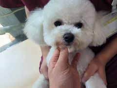 -瑞鹏宠物医院·超声·骨科·奇麟分院(蜀都万达店)