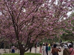 -西安青龙寺遗址景区