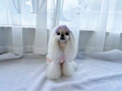 -鑫艺宠物美容培训学校