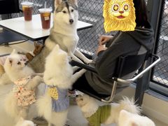 -怪兽屋·羊驼·猫咖·狗咖(俊华广场店)