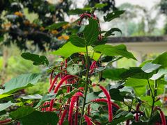 -中国科学院西双版纳热带植物园