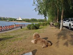 -丁香湖公园