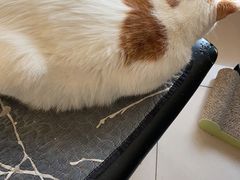 -平行世界·猫咖(首经贸店)