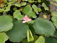 -莲花池公园