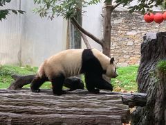 -卧龙自然保护区