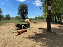 -北京群众马术培训基地