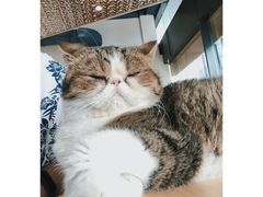 -瞄一喵猫咖(格力海岸店)