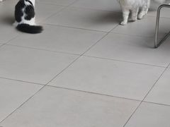 -怪兽屋·羊驼·猫咖·狗咖(俊华广场店)