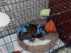 -瑞派福兴宠物医院犬猫全科·骨科·中西医结合(河东店)