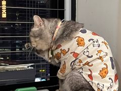 -楼上猫咖(罗湖店)