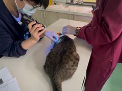 -北京观赏动物医院·24小时大型综合·猫专科·异宠专科