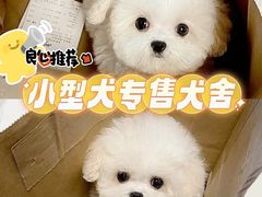 -萌宠之家·腊肠犬·马尔泰·小体犬舍